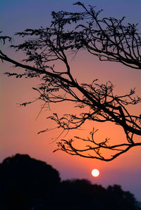 Silhouette of trees at sunset