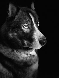 Close-up of dog looking away