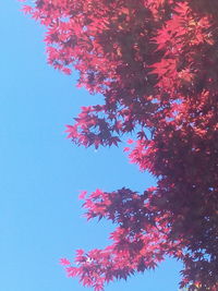 Low angle view of pink flowers