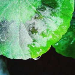 Close-up of green leaves