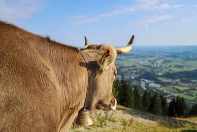 View of cow on field