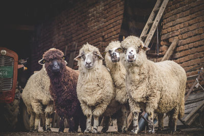Sheep standing on field against brick wall