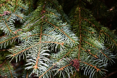 Close-up of pine tree