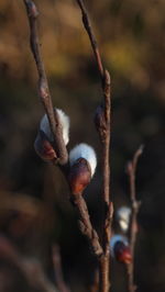 Close-up of branches against blurred background