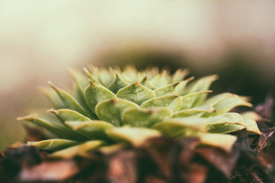 Close-up of succulent plant