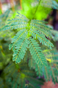 Close-up of fresh green leaves