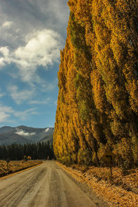 Road amidst trees against sky