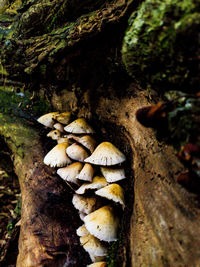 Close-up of mushrooms on tree trunk