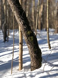 Snow covered tree trunk on field during winter