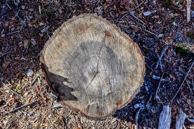 Close-up of tree stump