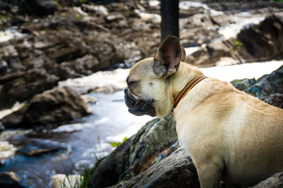French bulldog puppy sitting on a rocky cliff looking out over a rushing river. 