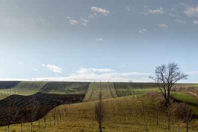 Scenic view of field against sky