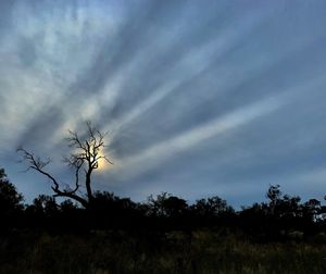 Low angle view of silhouette trees on field against sky
