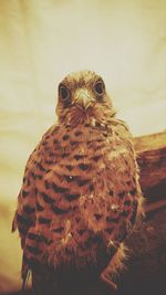 Close-up portrait of owl