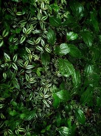 Full frame shot of fresh green plants