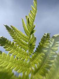 Close-up of fern leaves