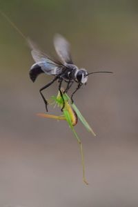 Close-up of insect