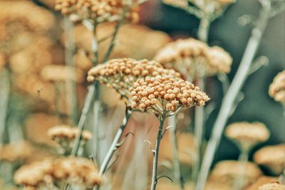 Close-up of dry flowering plant