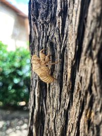 Close-up of butterfly on tree trunk