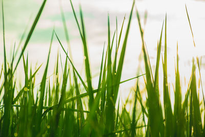 Close-up of crops growing on field