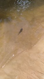 High angle view of a bird in water