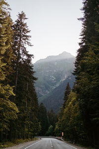 Country road along trees