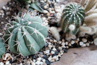 High angle view of succulent plant on field