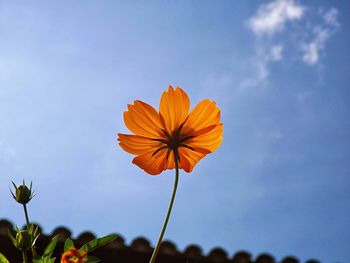 Close-up of fresh orange flower against sky during autumn