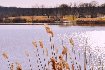 Scenic view of lake during winter