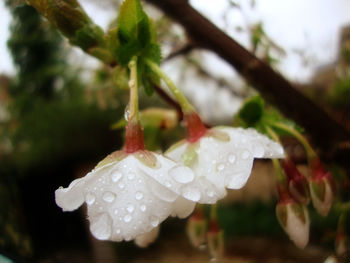 Close-up of water drops on leaf