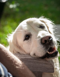 Close-up portrait of a dog looking away