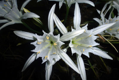 Close-up of white flowers