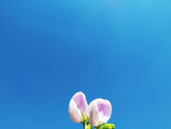 Close-up of pink flower against blue sky