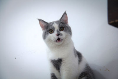 Close-up portrait of a cat against wall