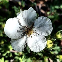 Close-up of white flower