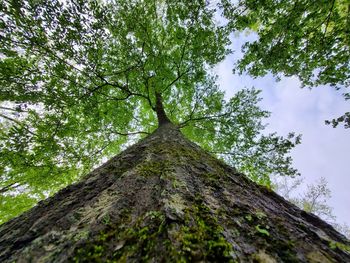 Low angle view of tree trunk against sky