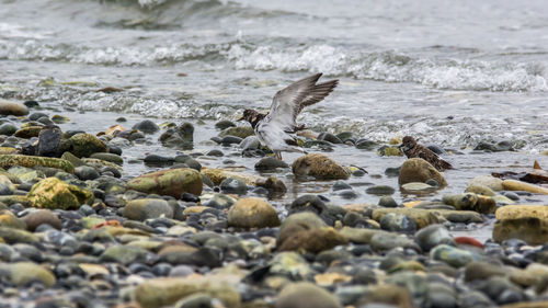 View of seagulls on beach