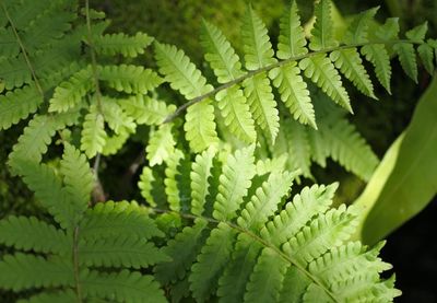 Full frame shot of fern