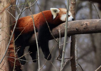 Red panda resting on branch at forest