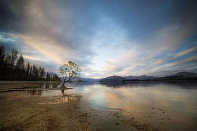 The famous willow tree in wanaka during sunset.that wanaka tree during sunset.