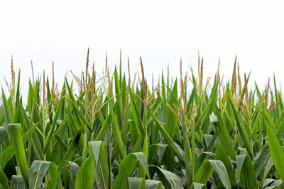 Corn field against sky