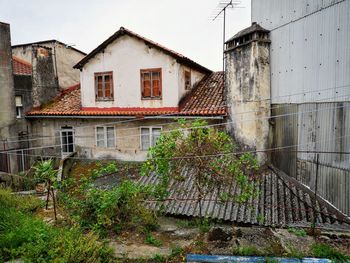 Plants growing outside old building