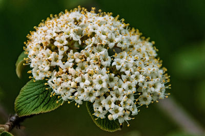 Close-up of white flowering plant