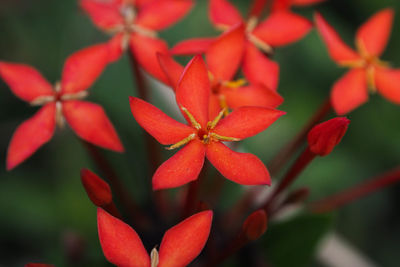 Close-up of red flowering plant