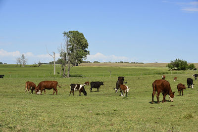 Cows grazing in a field