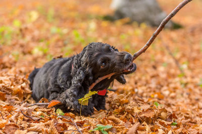 Black dog looking away