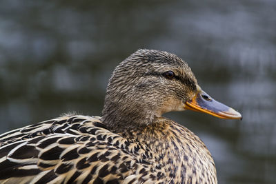 Close-up of a bird looking away