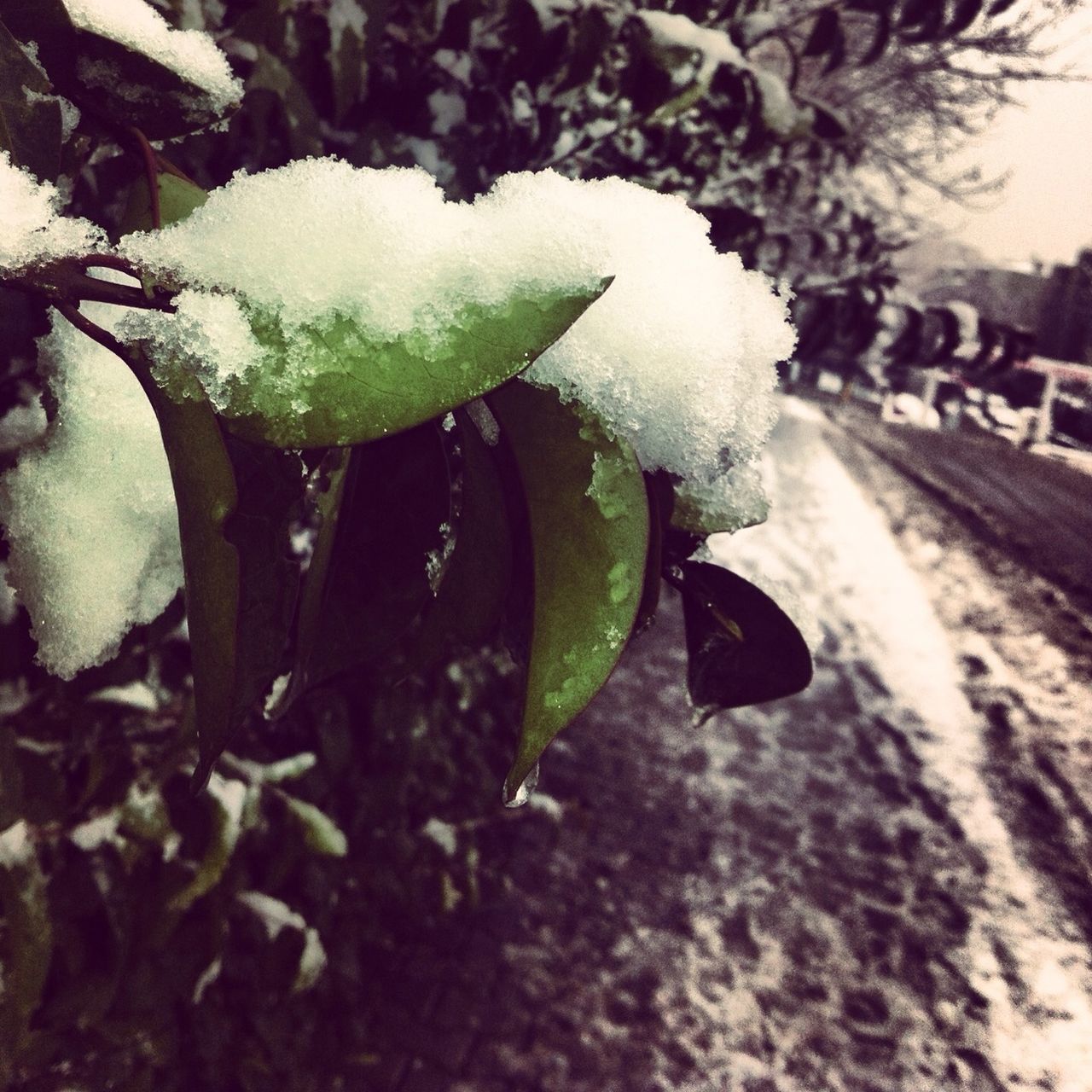 growth, leaf, season, plant, nature, weather, fragility, flower, street, wet, winter, close-up, cold temperature, snow, white color, road, day, freshness, beauty in nature, focus on foreground