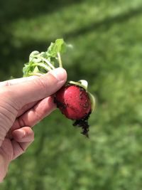 Close-up of hand holding radish