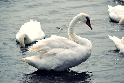 Swans swimming in lake